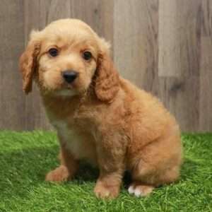 Cockapoo 8462