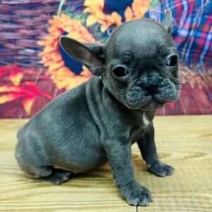 French Bulldog 5357