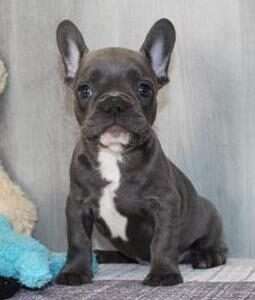 French Bulldog 5975