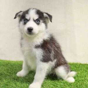 Siberian Husky 8881