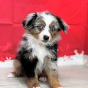 Mini Australian Shepherd 2184