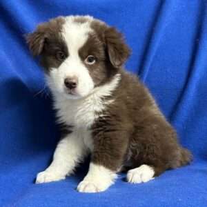 Miniature Australian Shepherd