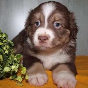Mini Australian Shepherd 6247
