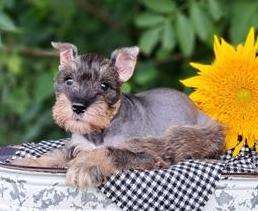 Miniature Schnauzer 1837
