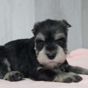 Miniature Schnauzer 9150