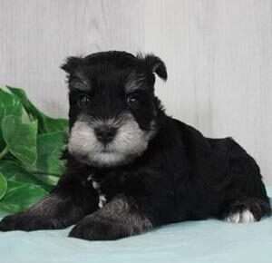 Miniature Schnauzer 9900