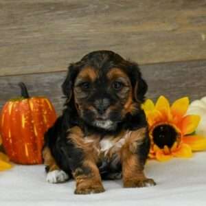 Morkie 1181