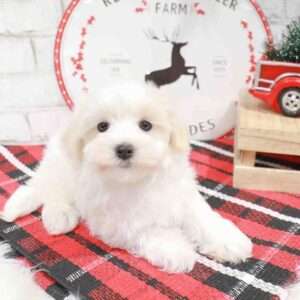 Morkie 9223