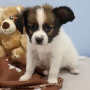 Papillon 6813