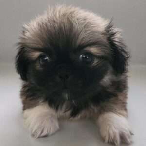 Pekingese 9387