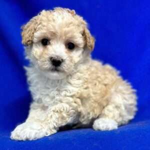 Poodle 7038