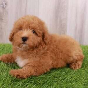 Poodle 4312