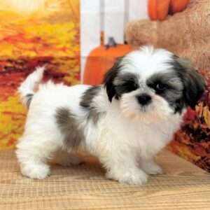 Shih Tzu 1922