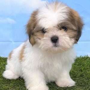 Shih Tzu 4628
