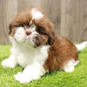 Shih Tzu 2658