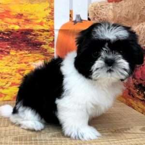 Shih Tzu 2017
