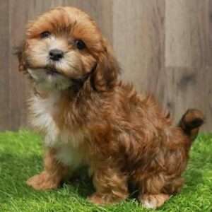 Shih poo