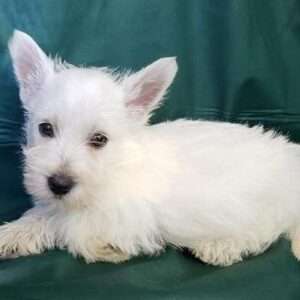 West Highland White Terrier 7787