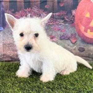 West Highland White Terrier 0674