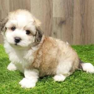 Yorkiepoo 7764
