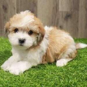 Yorkiepoo 8344