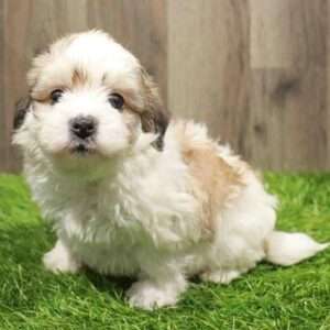 Yorkiepoo 8351