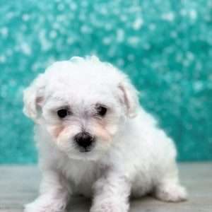 Bichon Frise 2517