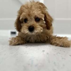 Mini Poodle 4761
