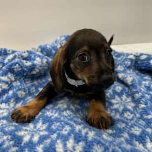 Doxiepoo 7777