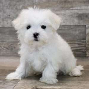 Maltese 7397