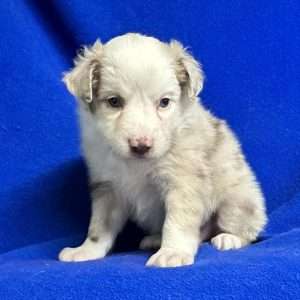 Miniature Australian Shepherd 7464