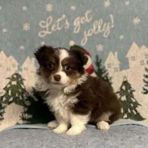 Mini Aussiepoo 7223