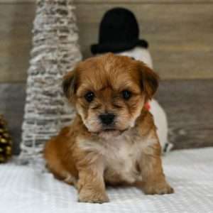 Morkie 1243