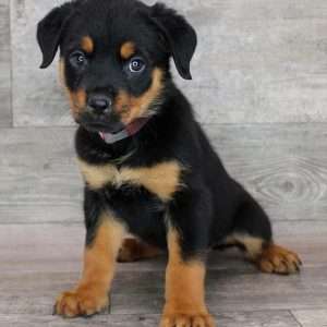 Rottweiler 2230