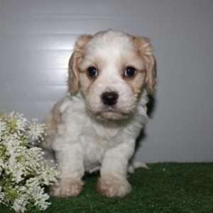 Cavachon 5894