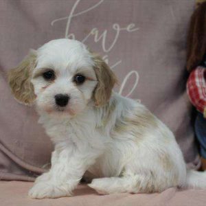 Cavachon 9029