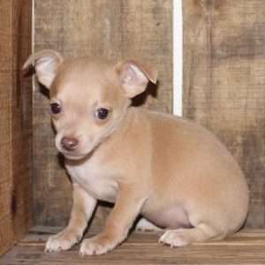 Chihuahua 4956