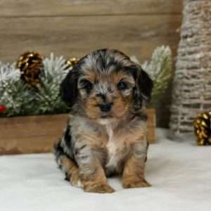 Cockapoo 9630