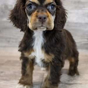 Cocker Spaniel 6263