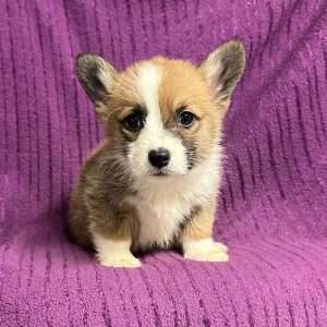 Pembroke Welsh Corgi 0508