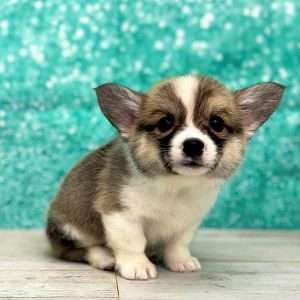 Pembroke Welsh Corgi 2693