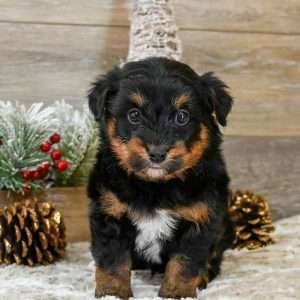 Mini Aussiedoodle 9578