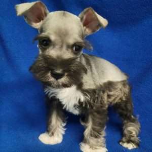 Miniature Schnauzer 7471