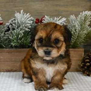 Morkie 9612