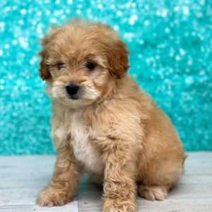 Poodle/Goldendoodle 2509