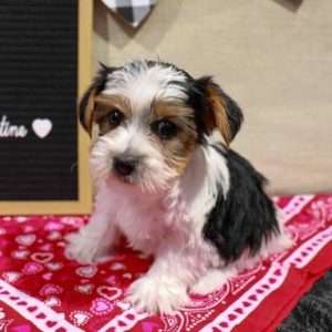 Yorkshire Terrier 4520