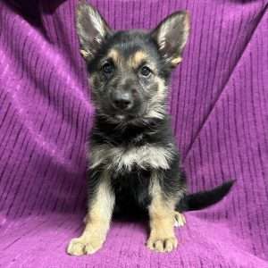 German Shepherd 0638