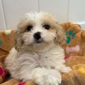 Cavachon 8095
