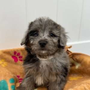 Mini Aussiepoo 7660