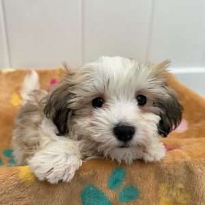Coton/Maltese 5522